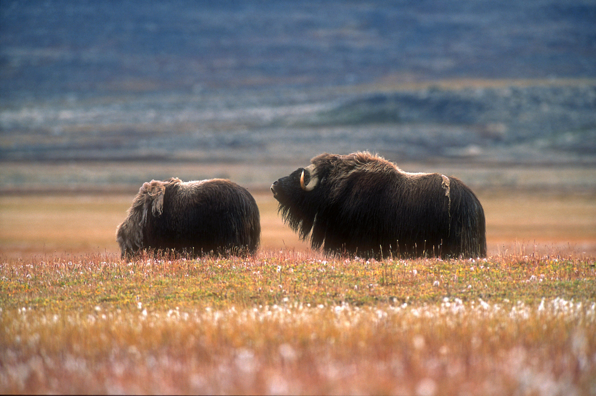 Male Musk Ox Mooing. Photo Magnus Elander, Visit Greenland