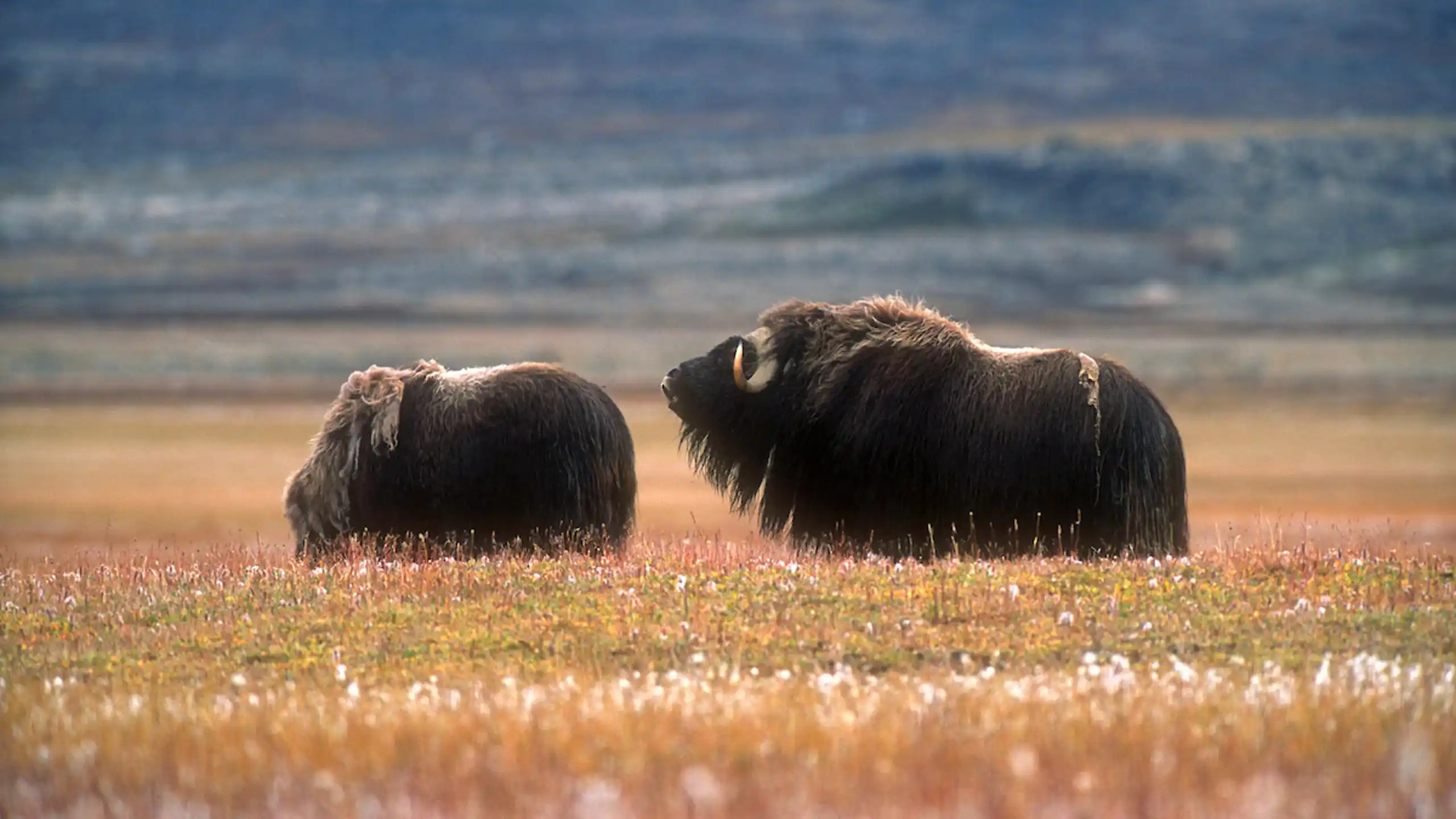 Male Musk Ox Mooing. Photo Magnus Elander, Visit Greenland