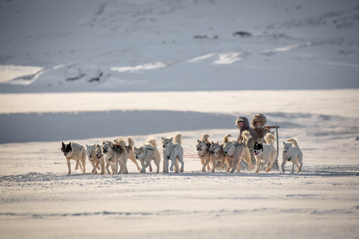 A Dog Sled Near Ilulissat In Greenland
