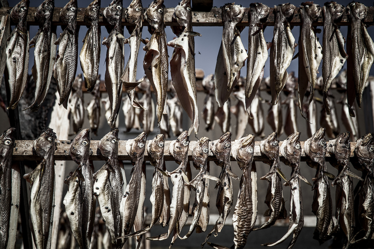 Dried Fish In Tasiilaq In East Greenland