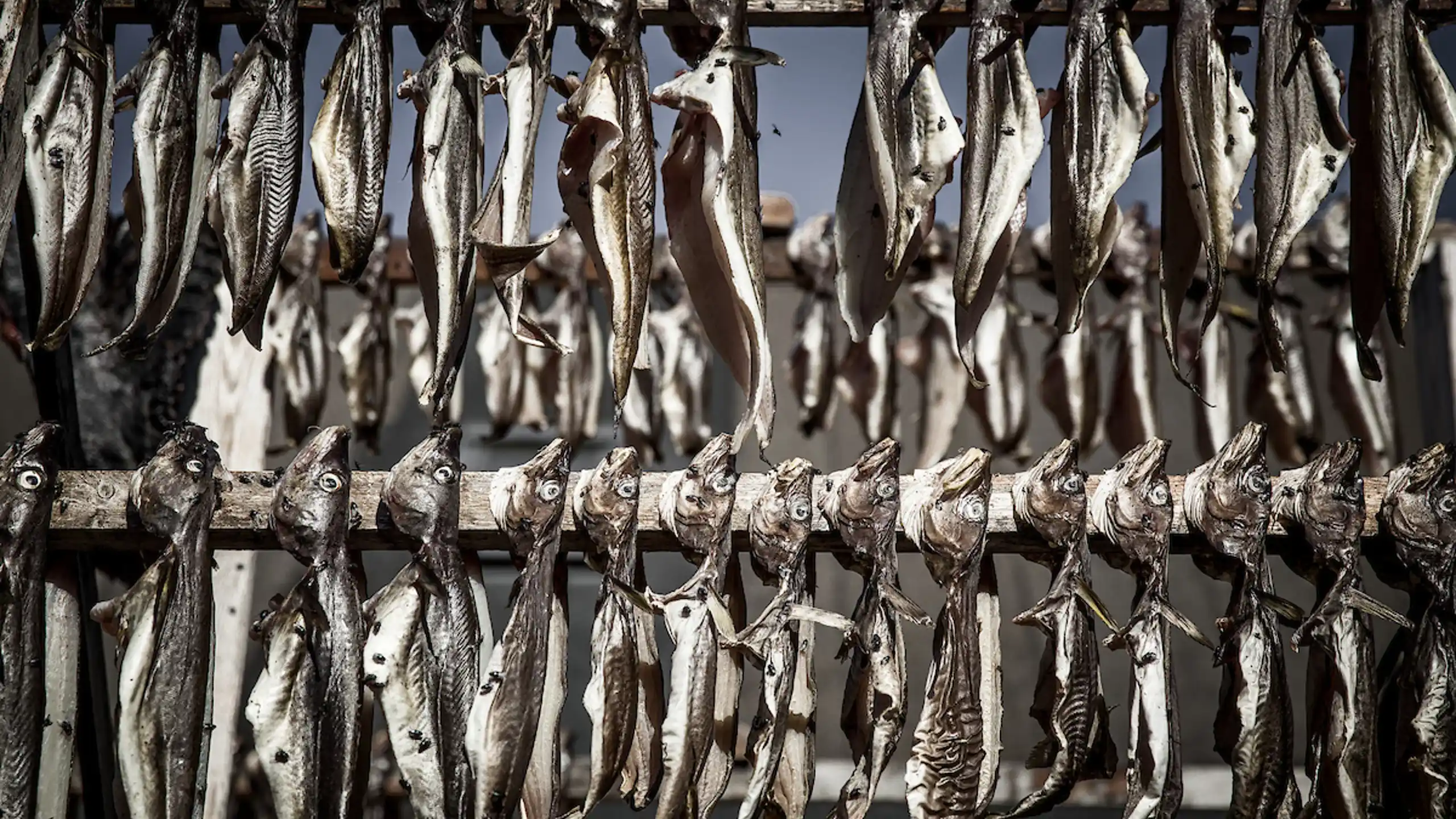 Dried Fish In Tasiilaq In East Greenland