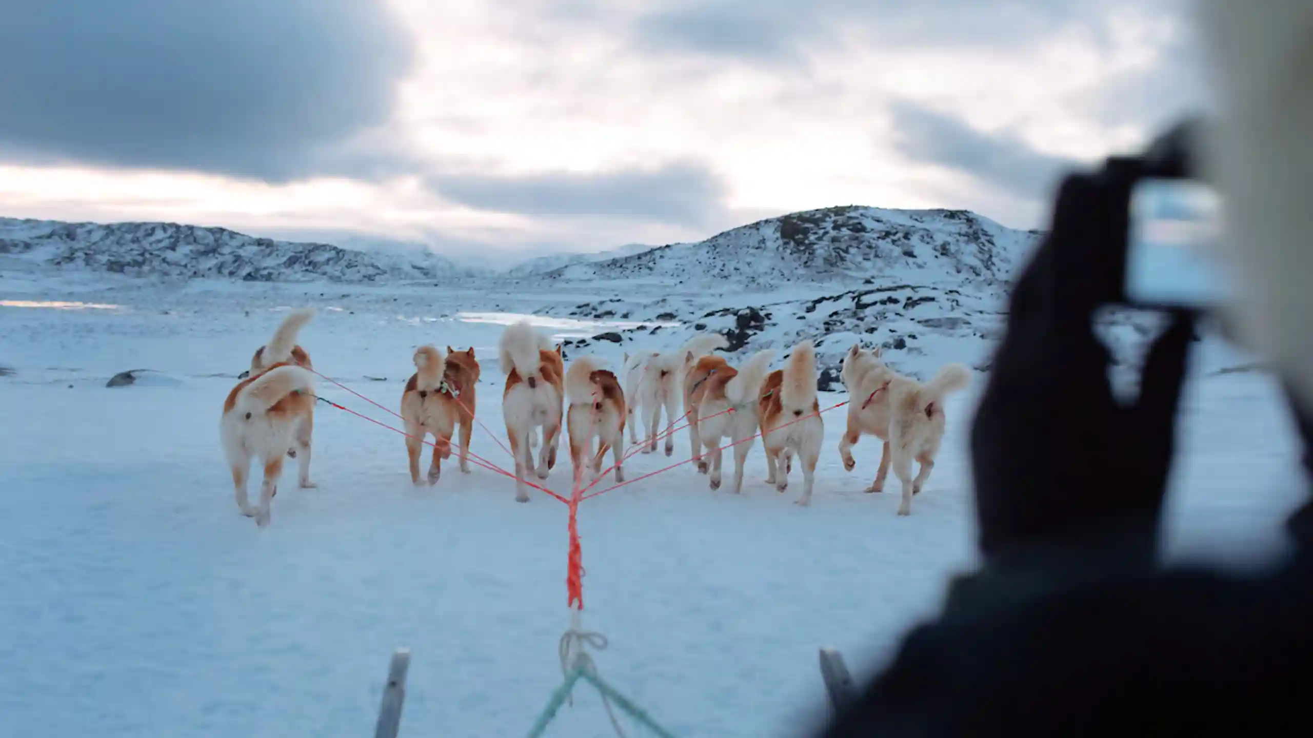 Tourist On Dog Sled Near Ilulissat. Photo Rebecca Gustafsson , Visit Greenland