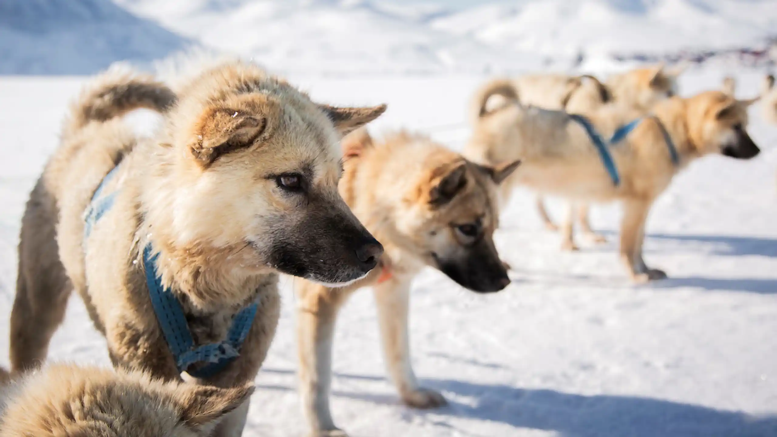 Sled Dogs On Sea Ice, Uummannaq. Photo Aningaaq R Carlsen Visit Greenland