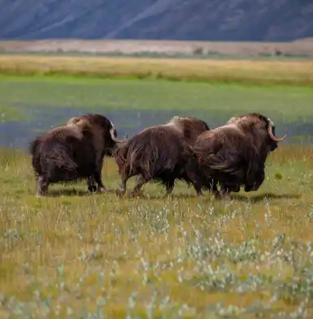 Muskoxen In Paradise Valley. Photo Dan B. Kristensen, Visit Greenland