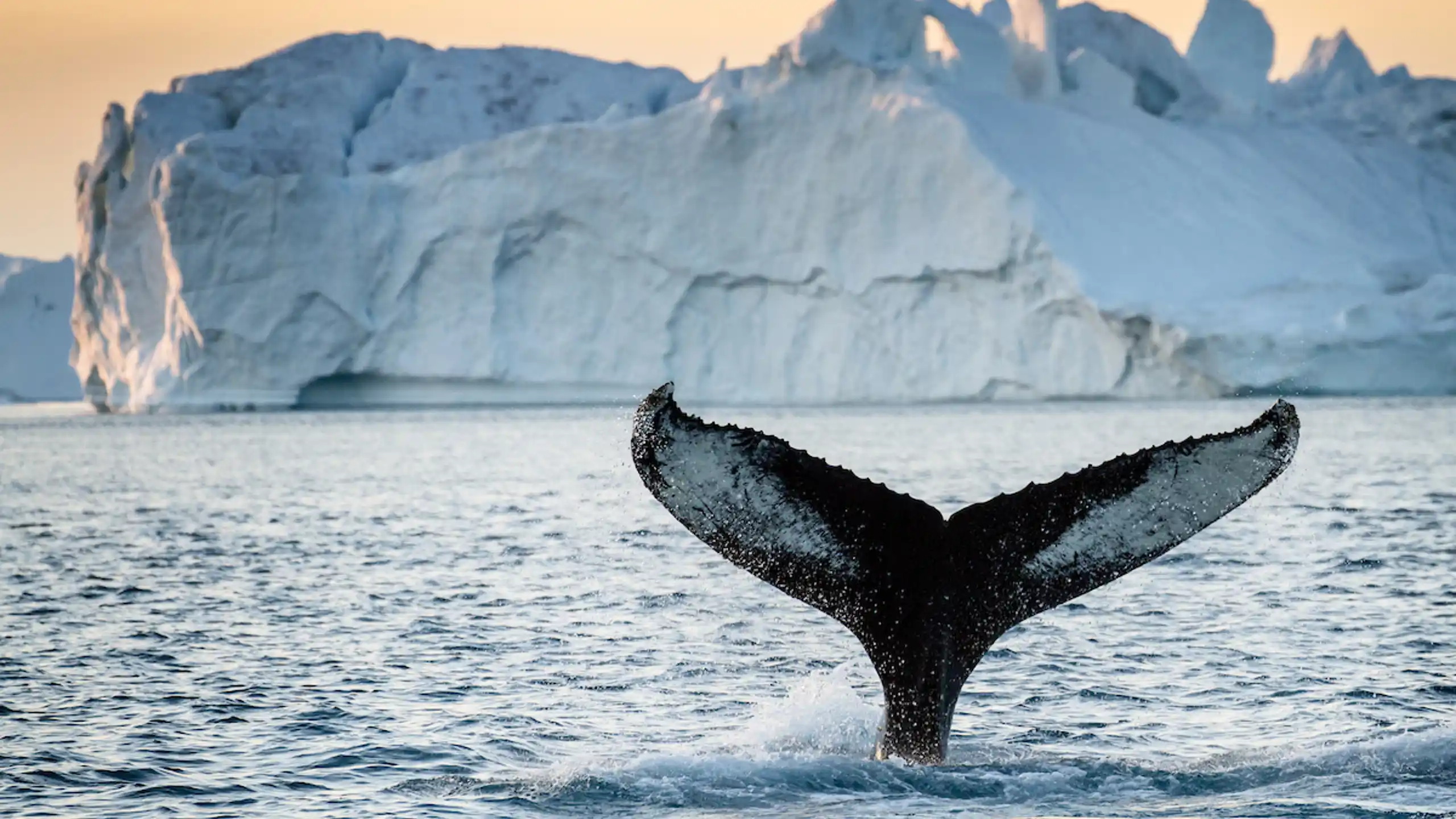 Tail Fin Of Humpback Next To Iceberg. Photo Julie Skotte, Visit Greenland (1)