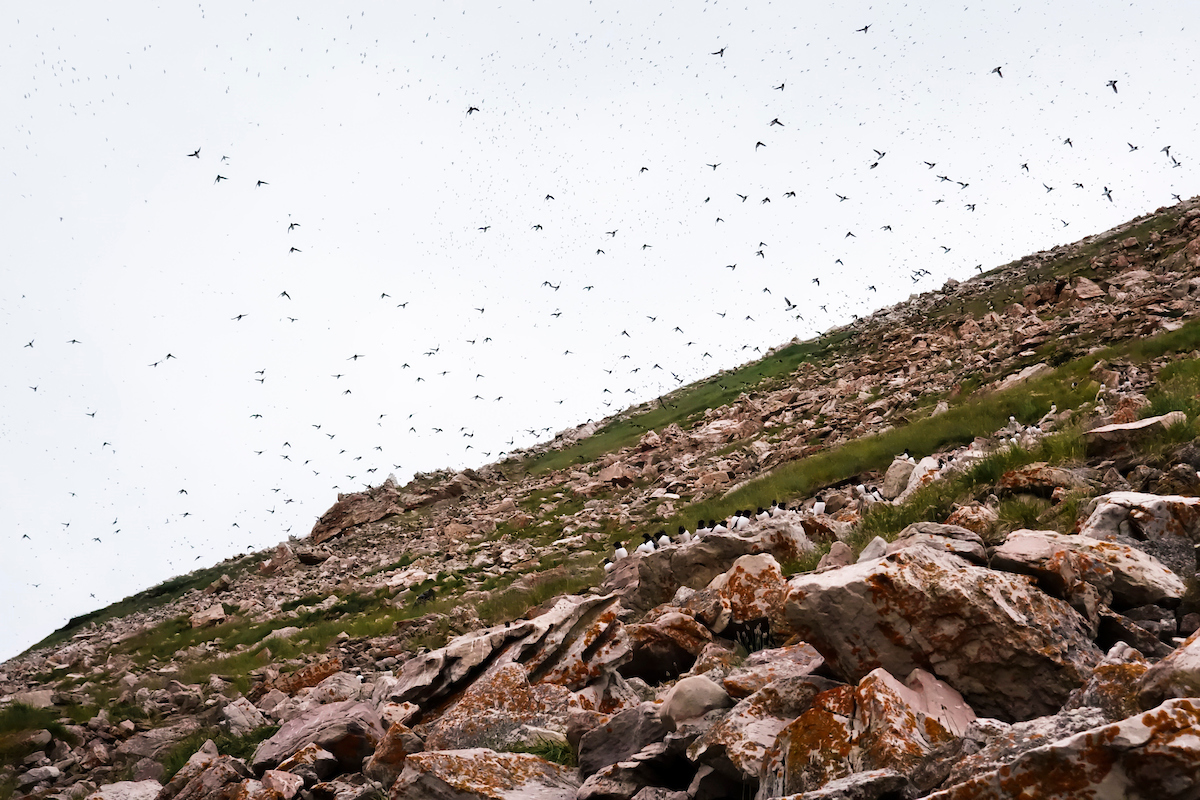 Little Auks Colony Near Siorapaluk. Photo By Kim Insuk Visit Greenland