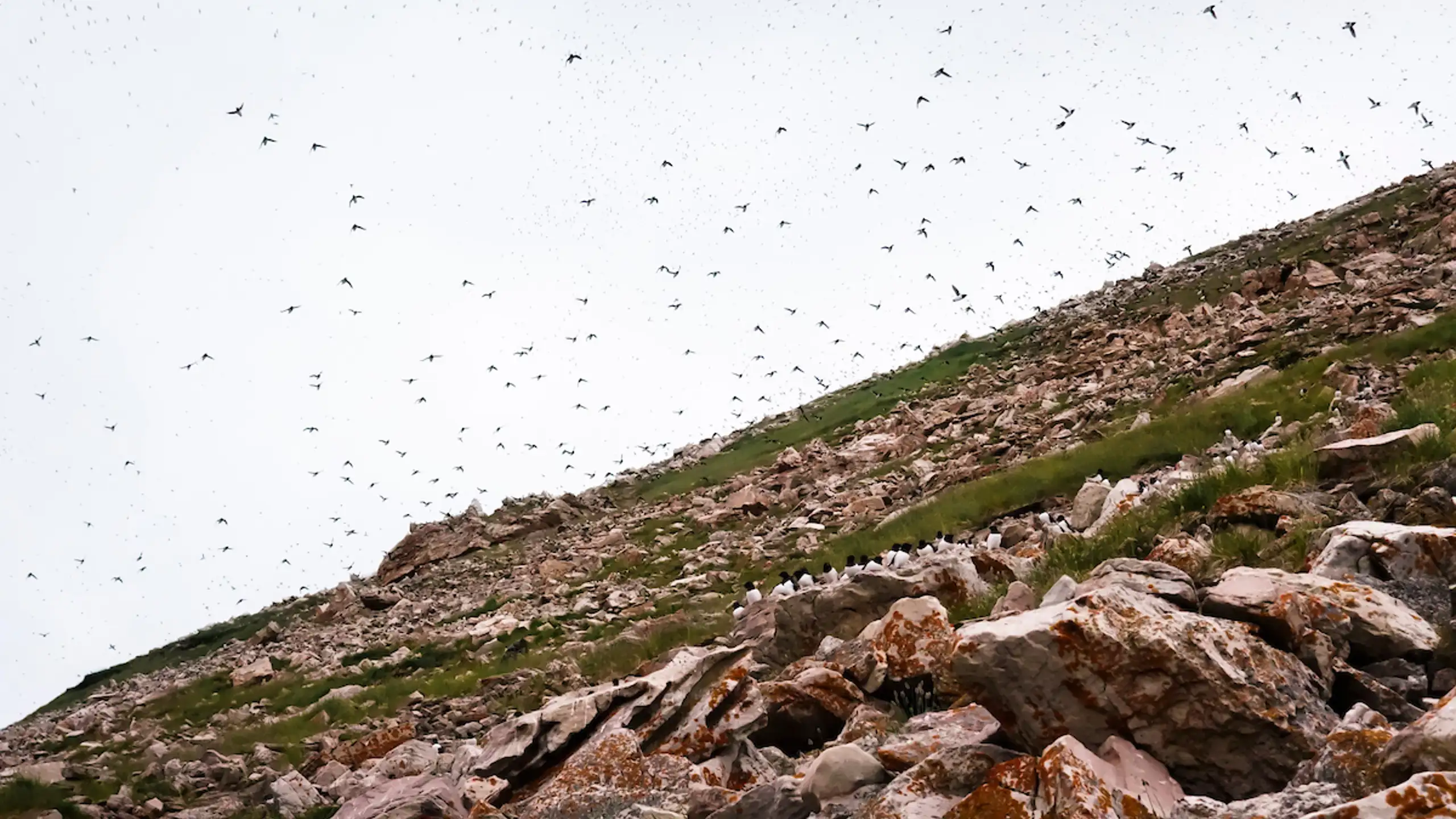 Little Auks Colony Near Siorapaluk. Photo By Kim Insuk Visit Greenland