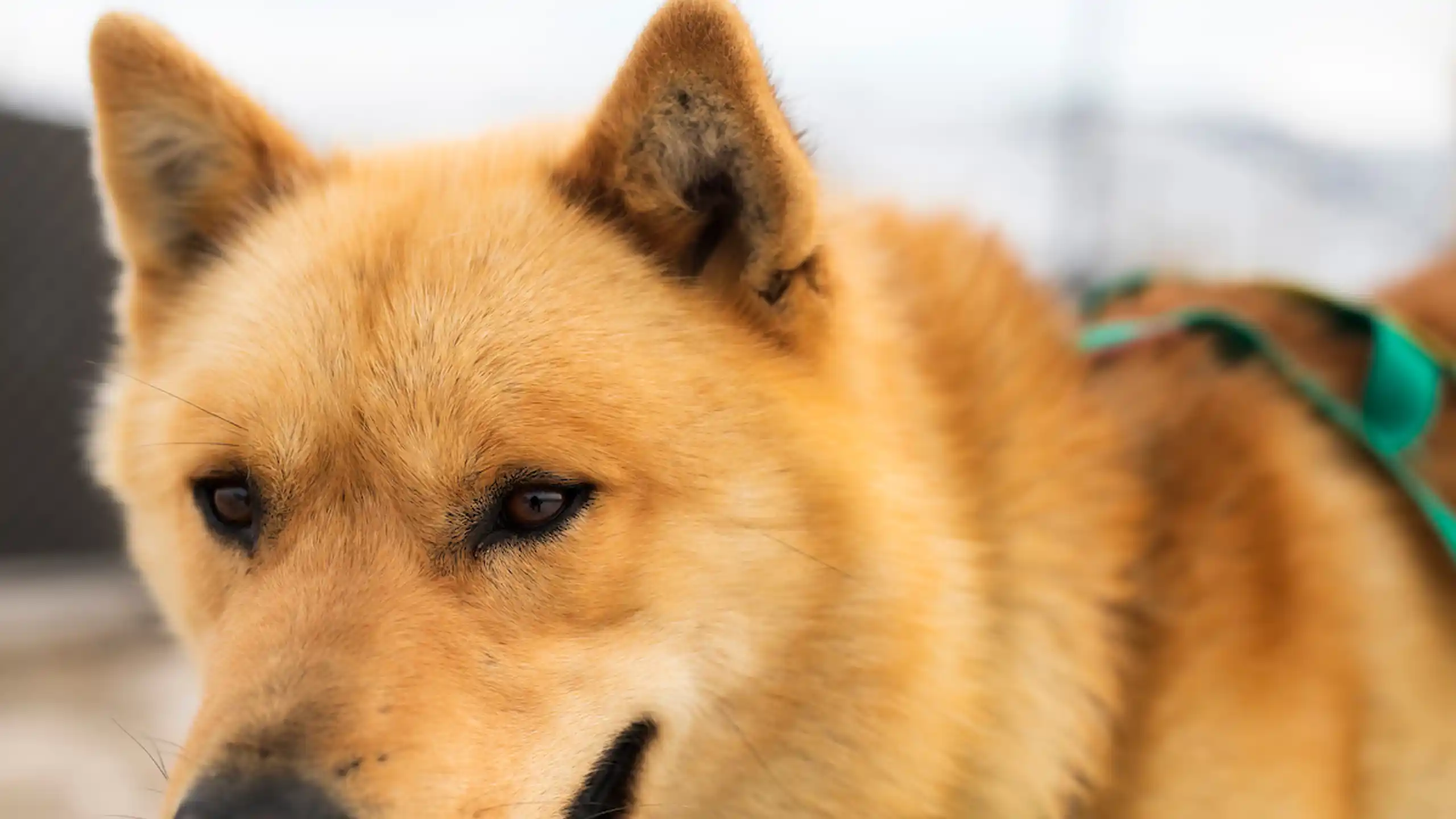 Brown Sled Dog. Photo Aningaaq R. Carlsen, Visit Greenland