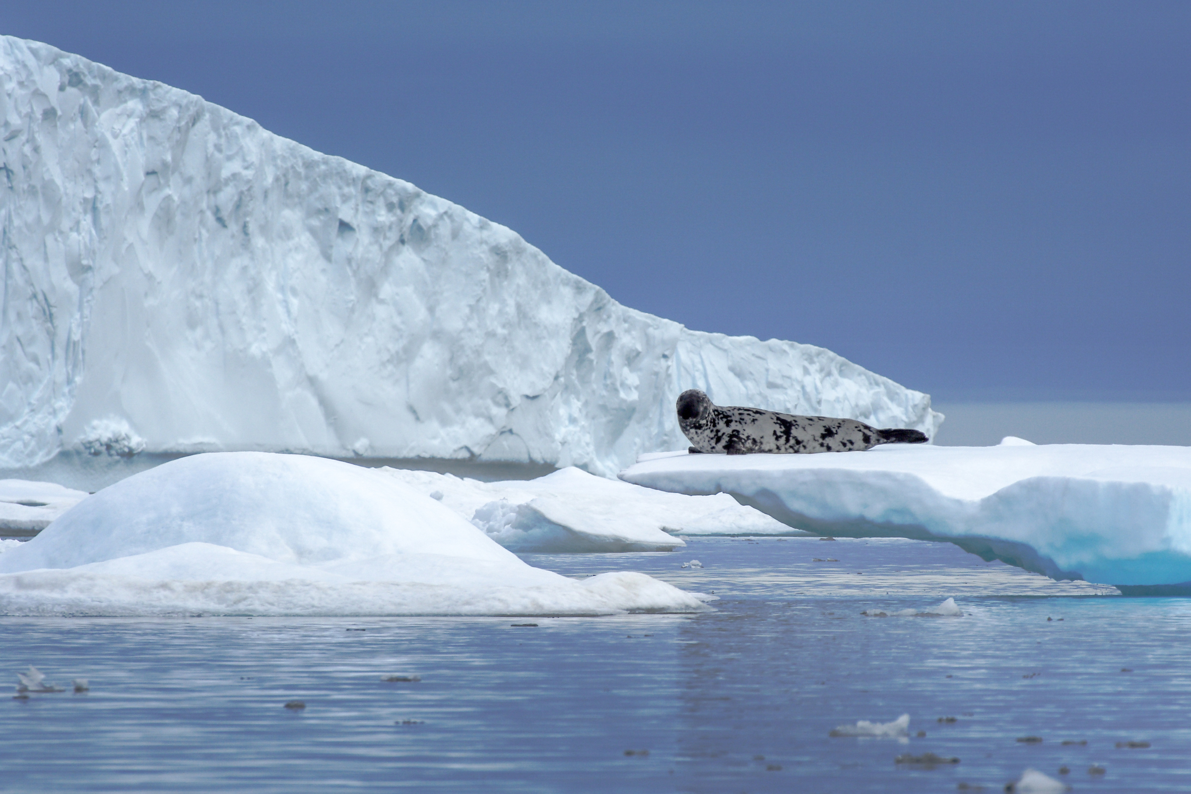 Hooded Seal Lying On Ice Floe. Photo Aqqa R. Asvid, Visit Greenland