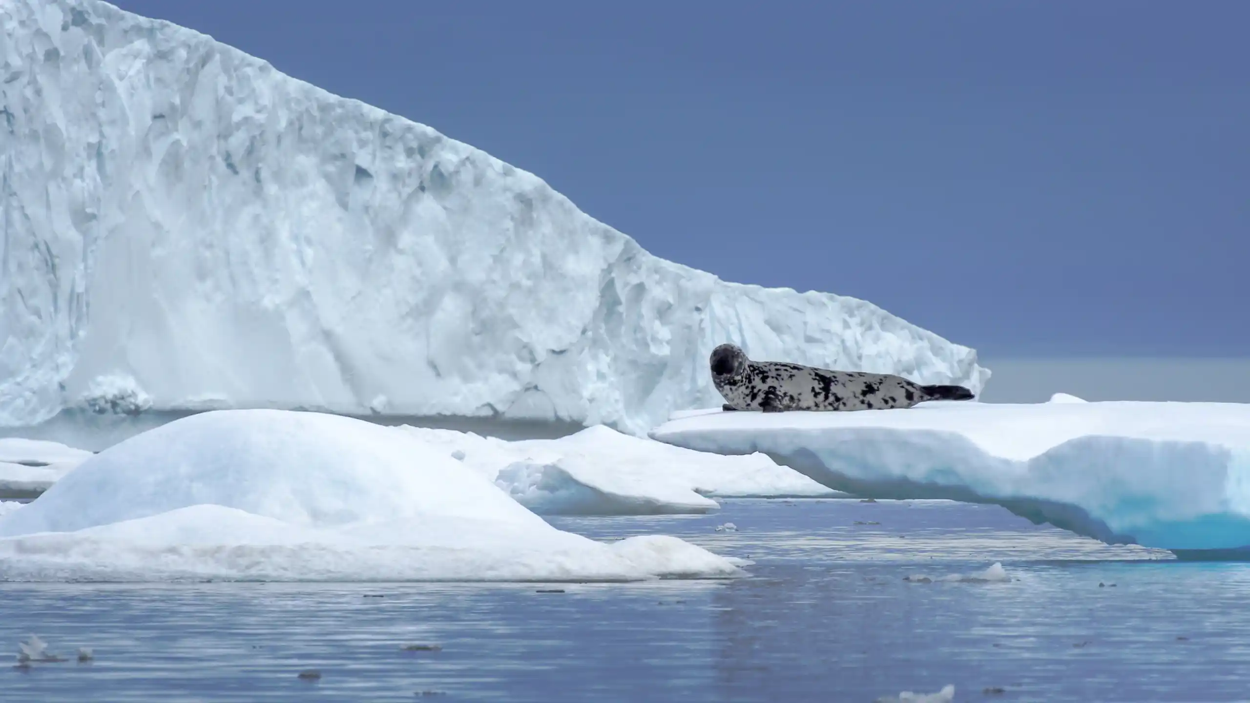 Hooded Seal Lying On Ice Floe. Photo Aqqa R. Asvid, Visit Greenland