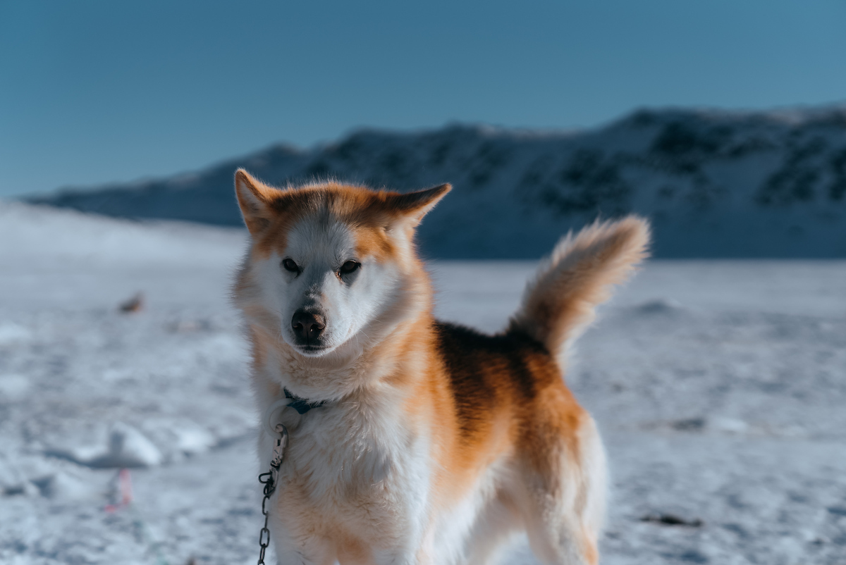 Igloo hund @Harry Pope 2023 (2).jpg