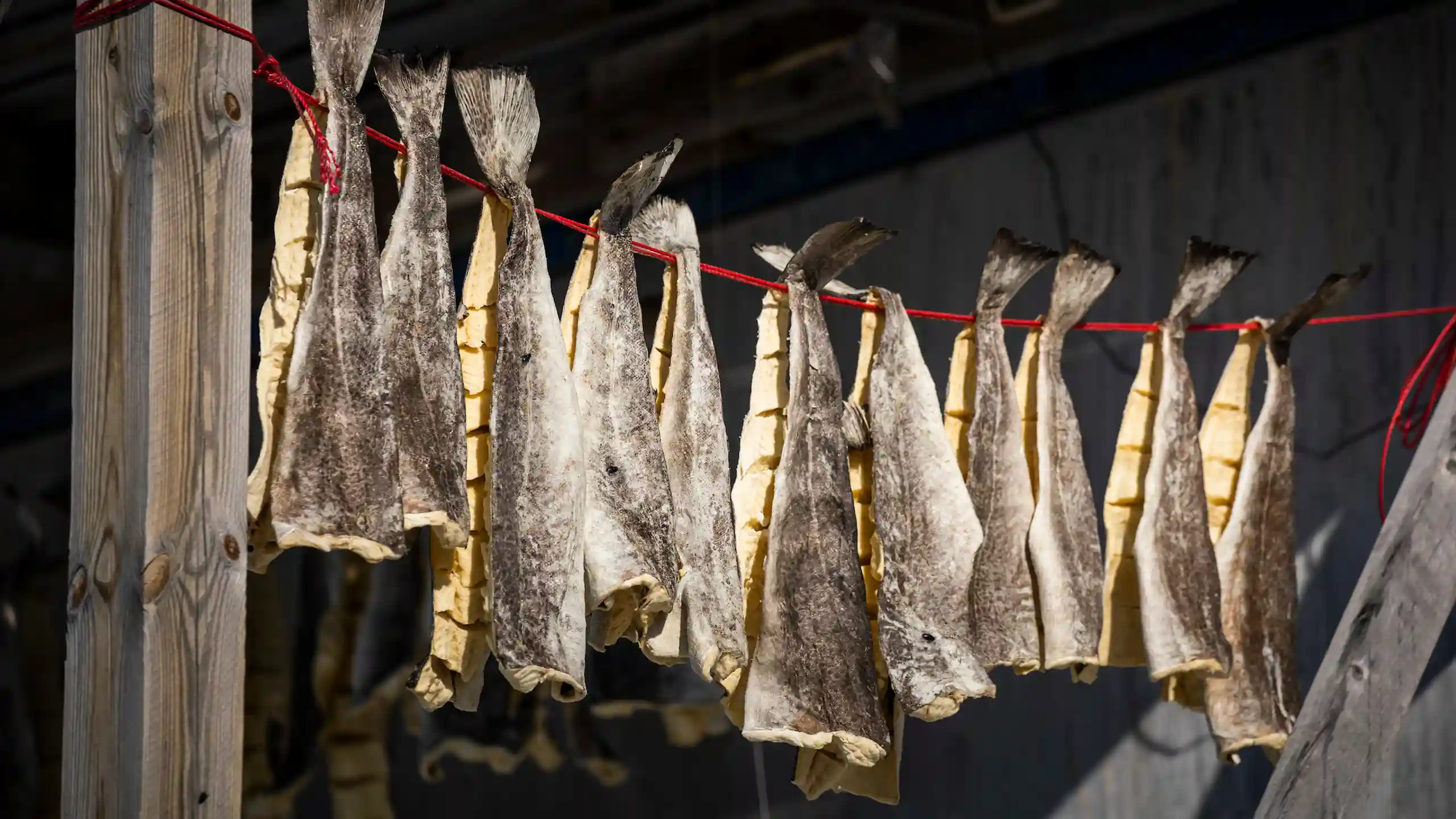 Local Drying Cod. Photo Aningaaq Rosing Carlsen Visit Greenland (1)