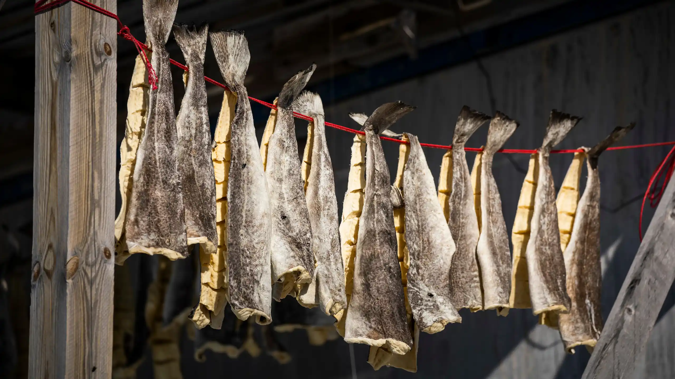 Local Drying Cod. Photo Aningaaq Rosing Carlsen Visit Greenland (1)
