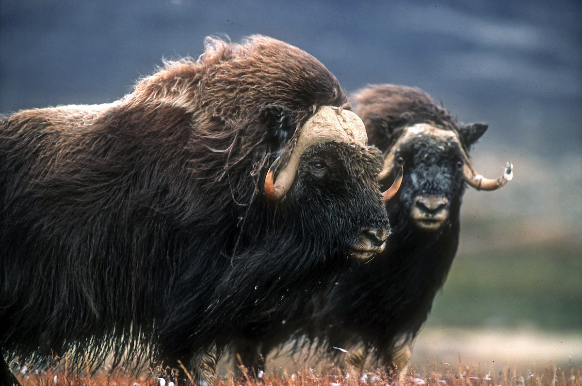 Photo Magnus Elander