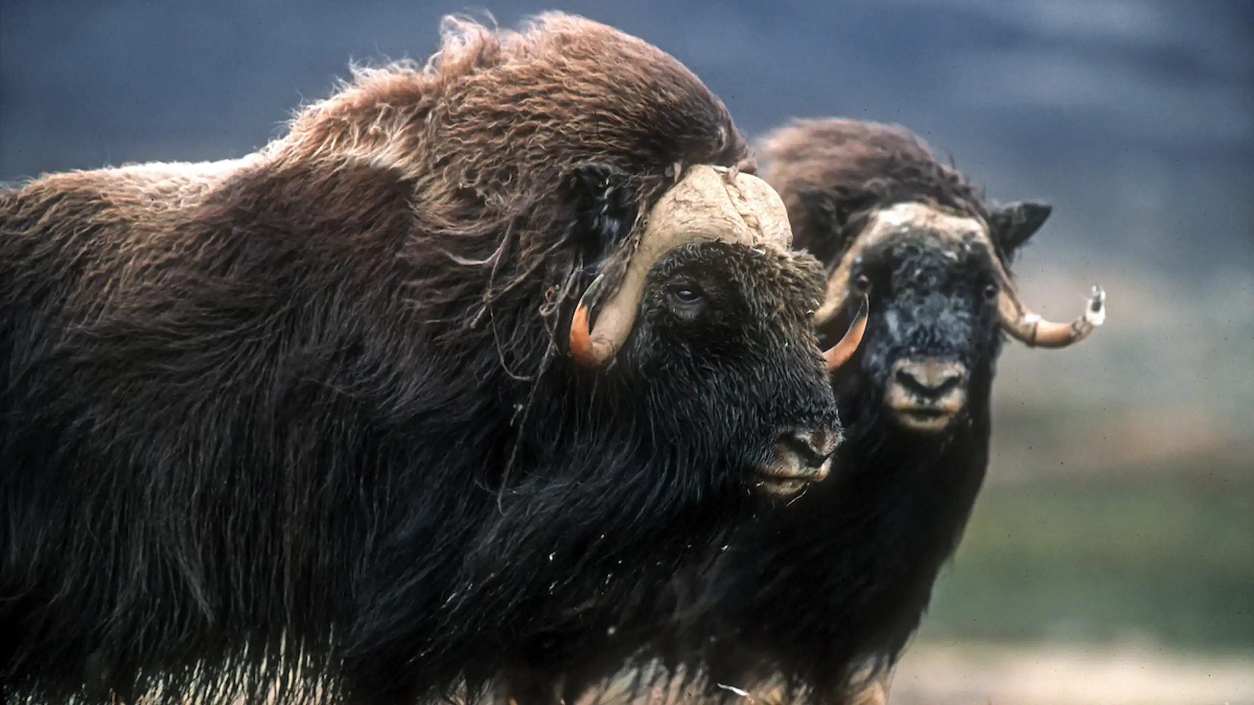 Photo Magnus Elander