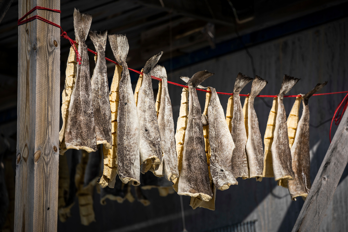 Local Drying Cod. Photo Aningaaq Rosing Carlsen Visit Greenland