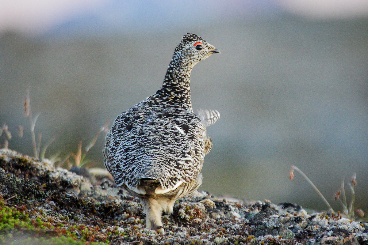 Assiliisoq Aqqa R. Asvid