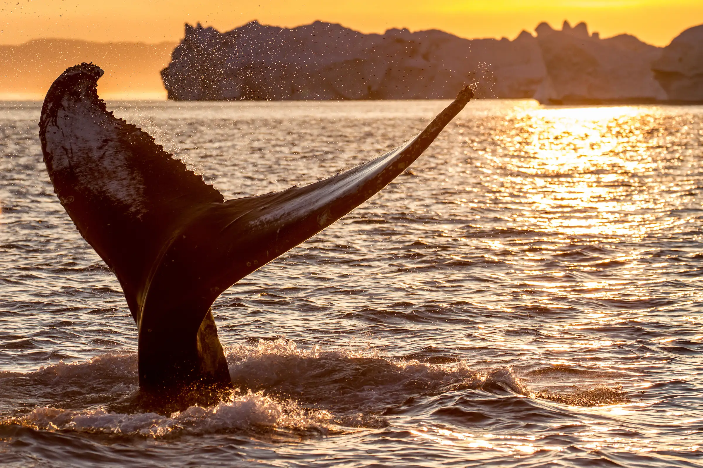 Humpback Whale In Midnight Sun. Photo Julie Skotte, Visit Greenland